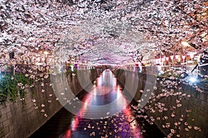 Cherry blossom lined Meguro Canal at night in Tokyo, Japan. Springtime in April in Tokyo, Japan