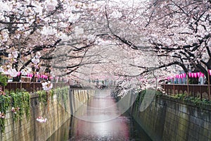 Cherry blossom lined Meguro Canal in Tokyo, Japan. Springtime in