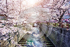 Cherry blossom lined Meguro Canal in Tokyo, Japan. Springtime in