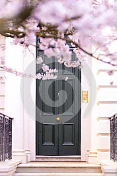 Cherry blossom in London, Notting Hill area