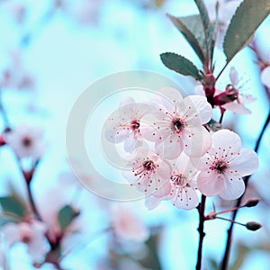 Cherry blossom looming near a tree trunk with beautiful pastel blue background. Amazing elegant artistic image nature in spring.