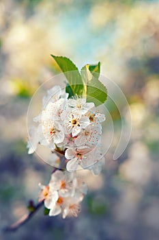 Cherry blossom looming near a tree trunk with beautiful pastel blue background. Amazing elegant artistic image nature in spring.