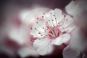 Cherry Blossom Macro I photo