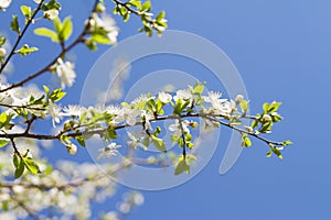 Cherry blossom macro photo