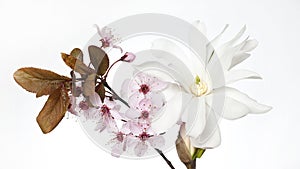 Cherry blossom and magnolia flower