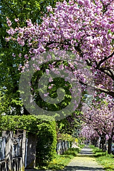 Cherry blossom in Mainz in Germany.