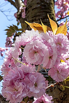Cherry blossom in Mainz in Germany.