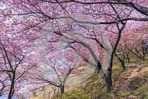 Cherry blossom at Matsuda, Japan