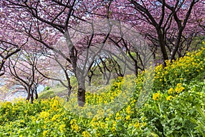 Cherry blossom at Matsuda, Japan