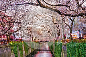 Cherry blossom at Meguro canal at twilight in Tokyo