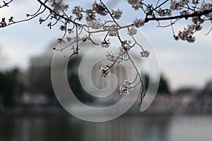 Cherry Blossom with memorial background and tidal basin
