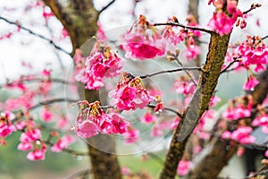 Cherry Blossom in the morning, Blooming Pink Japanese Sakura