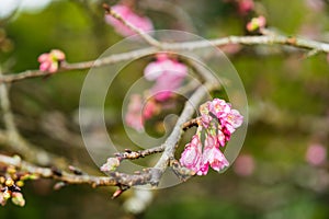 Cherry Blossom in the morning, Blooming Pink Japanese Sakura