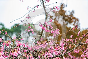 Cherry Blossom in the morning, Blooming Pink Japanese Sakura