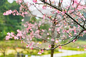 Cherry Blossom in the morning, Blooming Pink Japanese Sakura