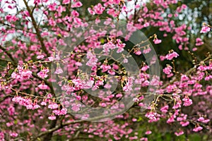 Cherry Blossom in the morning, Blooming Pink Japanese Sakura