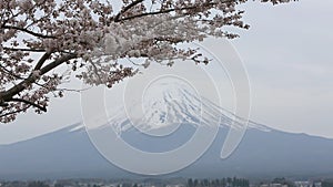 Cherry blossom with Mount fuji at Lake kawaguchiko.