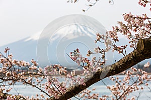 Cherry blossom with Mount fuji at Lake kawaguchiko background