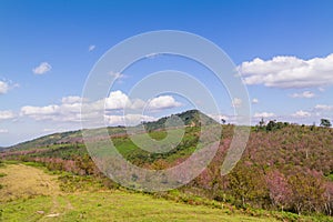 Cherry Blossom on the mountain in Thailand