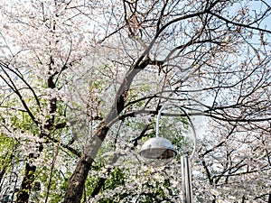 Cherry blossom at Namsan park, Seoul, South Korea.Blue sky background in summer season.