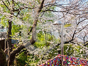 Cherry blossom at Namsan park, Seoul, South Korea.Blue sky background in summer season.