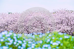 cherry blossom and Nemophila at Uminonakamichi Park, Fukuoka photo