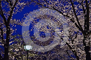 Cherry blossom night, Kyoto Japan