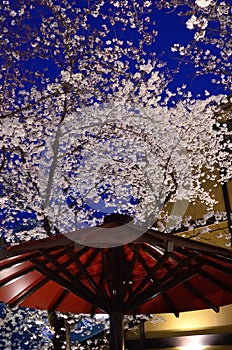 Cherry blossom night, Kyoto Japan