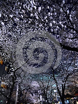 Cherry blossom night, Kyoto Japan