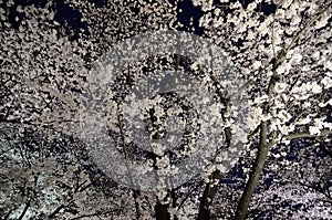 Cherry blossom night, Kyoto Japan