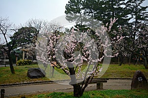 Cherry blossom, Niigata, Japan