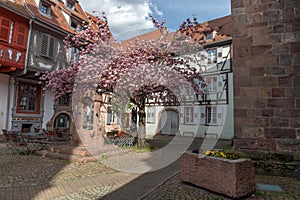 Cherry blossom in an old square with a medieval well in spring