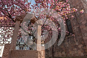 Cherry blossom in an old square with a medieval well in spring