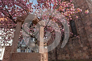 Cherry blossom in an old square with a medieval well in spring