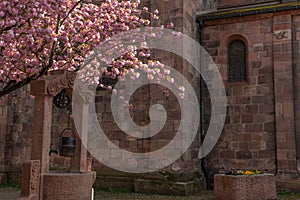 Cherry blossom in an old square with a medieval well in spring