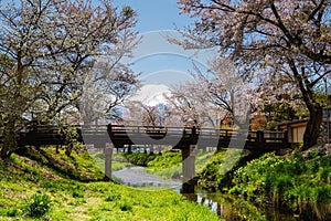 Cherry blossom at Oshino Hakkai village and Fuji