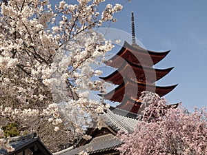 Cherry blossom with pagoda