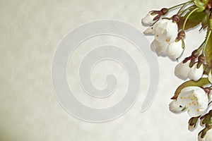 Cherry blossom on parchment background