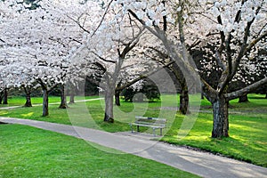 Cherry Blossom park