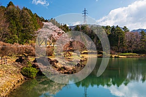 Cherry Blossom park at Kiso valley