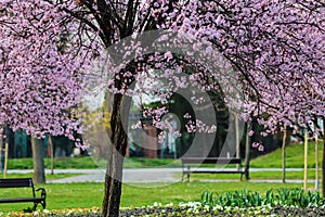 Cherry blossom park in spring