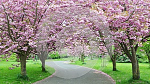 Cherry Blossom Path photo