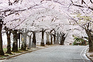 Cherry Blossom Path in beautiful Garden in spring (selected focused on tree at middel of path)