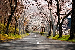 Cherry Blossom Path and road