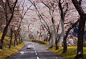 Cherry Blossom Path and road
