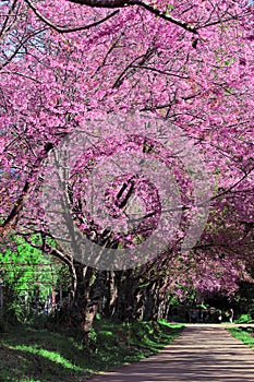 Cherry Blossom Pathway