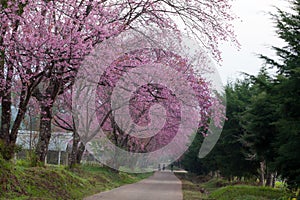 Cherry blossom pathway in ChiangMai, Thailand