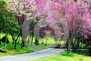 Cherry Blossom Pathway in ChiangMai
