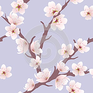 Cherry blossom pattern, vector