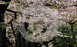 Cherry blossom with petals falling, Sakura season in Japan.